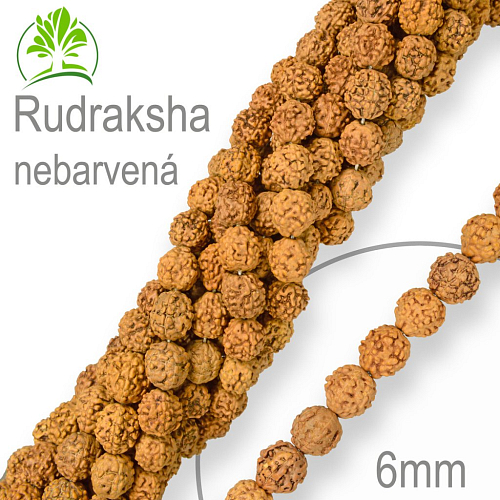 Korálky exotická semínka Rudraksha nebarvená velikost 6mm. Balení 8Ks